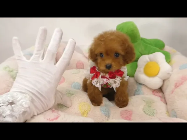 動画