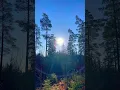 Download Lagu The #nature of #Sweden 🇸🇪 #shorts #forest #pinetree #spruce