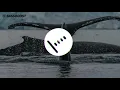 Download Lagu Kila, Kløn, Jordan Jane - Wellerman [Bass Boosted]