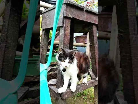 Deborah main di kebun