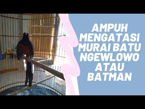 Trik dan Tips mengatasi Murai Nglowo Ngebatman