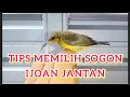 Download Lagu TIPS MEMILIH SOGON IJOAN JANTAN
