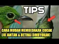 Download Lagu Cara Mudah Membedakan Cucak Ijo Jantan/Betina (Ombyokan) Dan Ciri-Cirinya