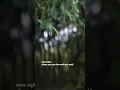 Download Lagu some nights, silence says more than words ever could 🌿 | lofi ambient short