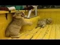 Download Cachorros de león se independizan mp4 3gp mp3 videos - waplic