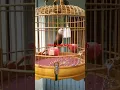 Download Lagu burung pipit haji atau pipit kepala putih gacor