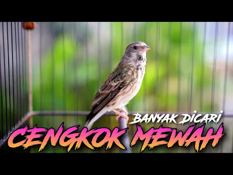 Download MP3 CENGKOK MEWAH PALING DICARI 2024 - MASTERAN BLACKTHROAT GACOR SUARA JERNIH