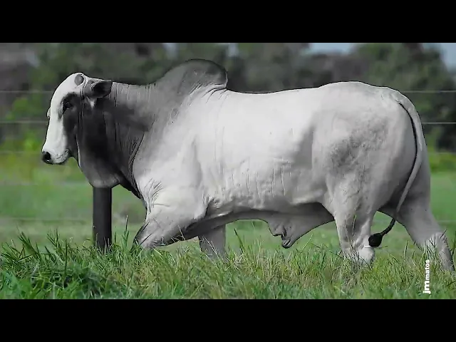 Garrote Nelore GLMP - 1708