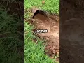 Download Lagu Massive blockage bursting out of this drain pipe when opened!