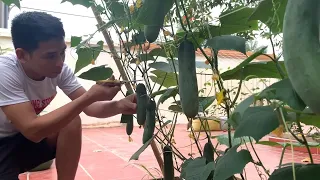 How to Grow Cucumbers in Your Backyard – Simple & Fast!