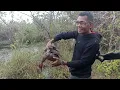 Download Lagu WILD DUCK HUNTING | CATCH \u0026 COOK |PEST CONTROL
