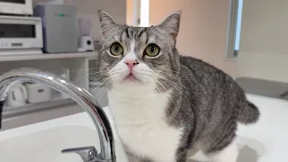 たくさん水飲んで顎がびちょびちょになってる猫が可愛すぎましたw