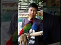 Download Lagu Cara Profesional Jinakin Burung Galak. #aquafanland #fyp #minizoo #kicaumania #jinakinburung #reptil