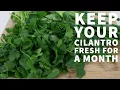 How to Keep Cilantro Fresh for a Month - Episode 215