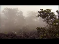 Native Hawaiian Forest: Source of the Waters of Life