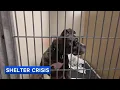More than 600 animals flood ACCT Philly incentives offered to ease overcrowding