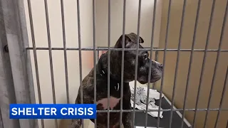 More than 600 animals flood ACCT Philly incentives offered to ease overcrowding
