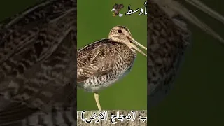 صوت الشكب او دجاج الارض صيد طيور طائر الشكب دجاج الارض اكسبلور Birds طيور تيك توك ترند 