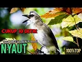 Download Lagu TRUCUK gacor ROPEL PANJANG pancingan trucuk agar BUNYI, jadikan burung trucukan BUNYI ROPEL 