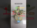 Lumbar vertebrae