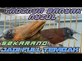 Download Lagu CARA MENGURANGI SUARA SIULAN BURUNG TEPUS KEPALA ABU SUPAYA RAJIN NEMBAK