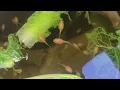 Raising Albino Bullfrog Tadpoles Day 21