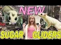 Picking My NEW Sugar Gliders - From THE PET GLIDER