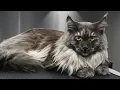 I Can t Get Over How Gorgeous This Cat Is