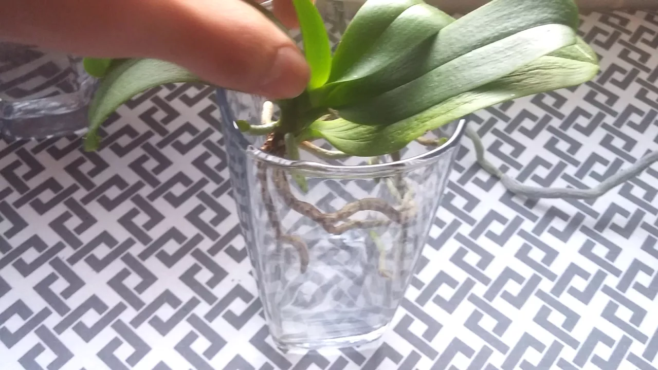 HOW TO SAVE ORCHIDS WITH NO ROOTS