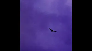 YouTube影片, 內容是異國日記 的 片尾曲「言伝」Bialystocks