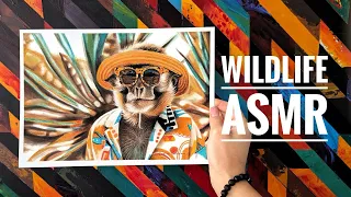 Wildlife Drawing Time Lapse Monkey Portrait No Talking