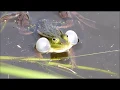 Download Lagu Louis Fraanje   Kwakende groene kikker in paartijd