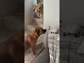 Download Lagu Sharon🐕 Igor 🦮 e Luna 🐈