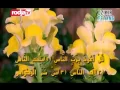 Download Lagu Dzikir Petang Non Terjemah
