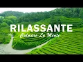 Download Lagu Muziek om te stoppen met denken en de geest te kalmeren - Muziek die de hersenen ontspant.