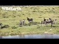 Download Lagu WildEarth Partners with Kariega