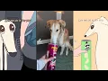 Didn t I do it for you Let me do it for you kermie TikTok Meme Compilation DopeTikTok