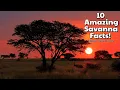 Download Lagu 10 Amazing Facts About the Savanna | Wildlife, Climate \u0026 Nature Explained