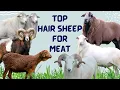 Lagu Top Hair Sheep Breeds for Meat