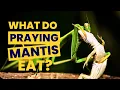 Download Lagu What Do Praying Mantis Eat - What to Feed Praying Mantis