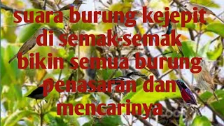 suara burung kejepit yang bikin semua burung penasaran dan mencarinya