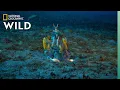 Download Lagu Mantis Shrimp vs Octopus | Ocean Fight Night