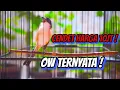 Download Lagu CENDET GACOR SUARA 100% AMPUH UNTUK PANCINGAN CENDET MANAPUN AUTO NYAUT BUNYI GACOR DOR