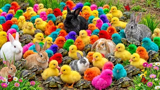 Menangkap Ayam lucu, Ayam warna warni, Ayam Rainbow, Bebek lucu, Ayam Hias, kelinci lucu, Kura kura