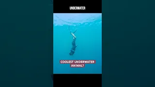 Coolest Underwater Animal?