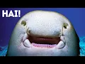 Download Lagu 14 Makhluk Laut yang Tampak Menakutkan Tapi Ternyata Jinak