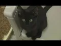 Kent County Animal Shelter offering free kittens for adoption