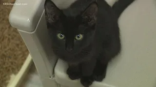 Kent County Animal Shelter offering free kittens for adoption