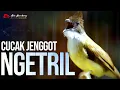 Lagu CUCAK JENGGOT GACOR MBESET NGETRIL