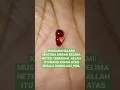 Download Lagu MUSTIKA MERAH DELIMA NETES / BERANAK|| KHASANAH RAHASIA ALAM. BUKAN JIMAT ‼️